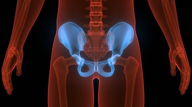 İnsan iskelet sistemi kalça eklemi anatomisi. Üç Boyut