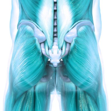 Kas, insan kas sisteminin bir parçasıdır. Üç Boyut