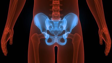 İnsan iskelet sistemi kalça eklemi anatomisi. Üç Boyut
