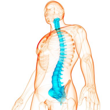 İnsan iskelet sistemi anatomisinin omurilik omurgası. Üç Boyut