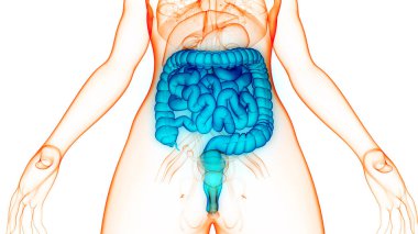 İnsan Sindirim Sistemi Geniş ve İnce Bağırsak Anatomisi. Üç Boyut