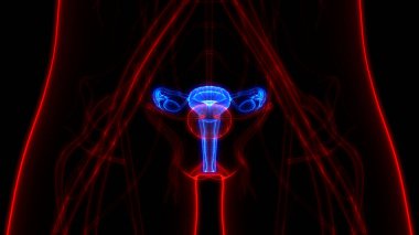 Sinir sistemi ve idrar kesesi anatomisi olan kadın üreme sistemi. Üç Boyut