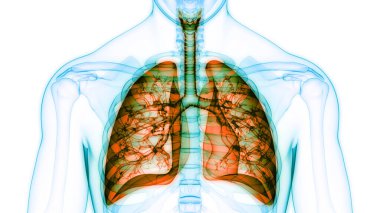 İnsan Solunum Sistemi Anatomisi 'nin 3 boyutlu kavramı