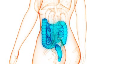 İnsan Sindirim Sistemi Geniş ve İnce Bağırsak Anatomisi. Üç Boyut