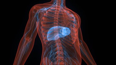 İnsan İç Sindirim Organı Anatomisi. Üç Boyut