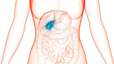 Human Internal Organs Pancreas with Gallbladder Anatomy. 3D clipart