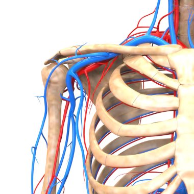 Dolaşım sistemi arterleri ve damar anatomisi olan insan iskelet sistemi. Üç Boyut