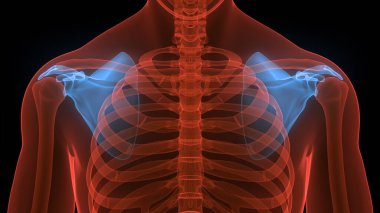 İnsan iskelet sistemi skapula kemik eklemleri anatomisi. Üç Boyut
