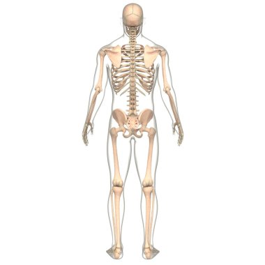 İnsan iskeleti kemik eklemleri anatomisi. Üç Boyut