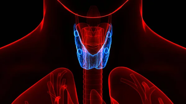 Tiroid Bezi Anatomisi Nin Nsan Vücut Bezleri Boyut — Stok fotoğraf