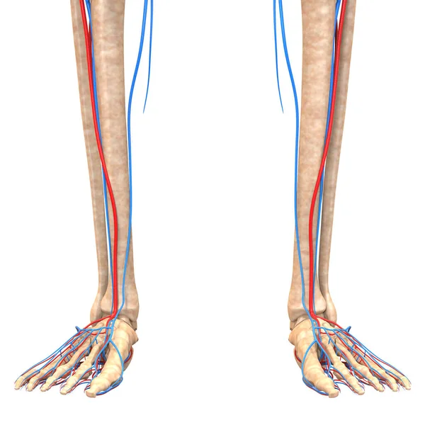 Människans Skelett System Med Cirkulationsorgan Artärer Och Vener Anatomi Tredimensionell — Stockfoto