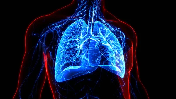 Concepto Anatomía Pulmonar Del Sistema Respiratorio Humano — Foto de Stock