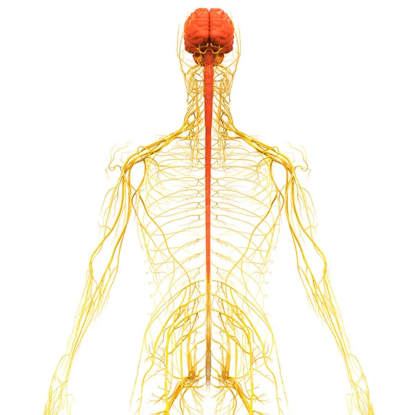 Ústřední Orgán Anatomie Lidského Nervového Systému — Stock fotografie