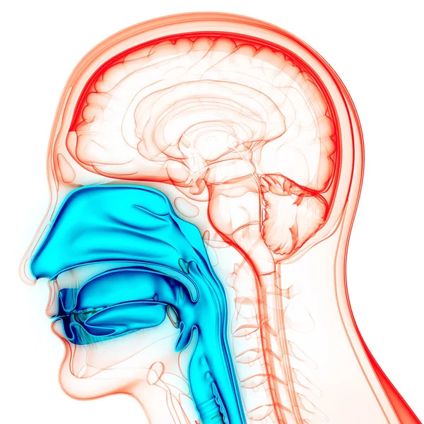 Ανθρώπινο Αναπνευστικό Σύστημα Larynx Και Pharynx Anatomy — Φωτογραφία Αρχείου