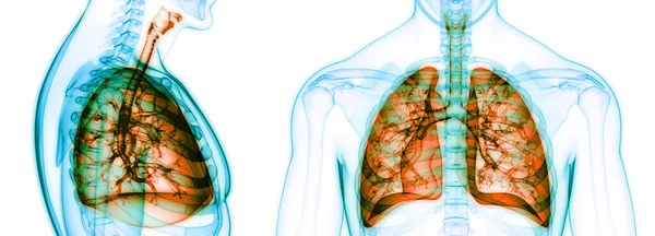 Concept Anatomie Pulmonaire Système Respiratoire Humain — Photo