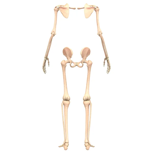 Människans Skelettsystem Appendicular Skeleton Anatomi Tredimensionell — Stockfoto