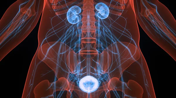 Système Urinaire Féminin Reins Avec Anatomie Vessie — Photo