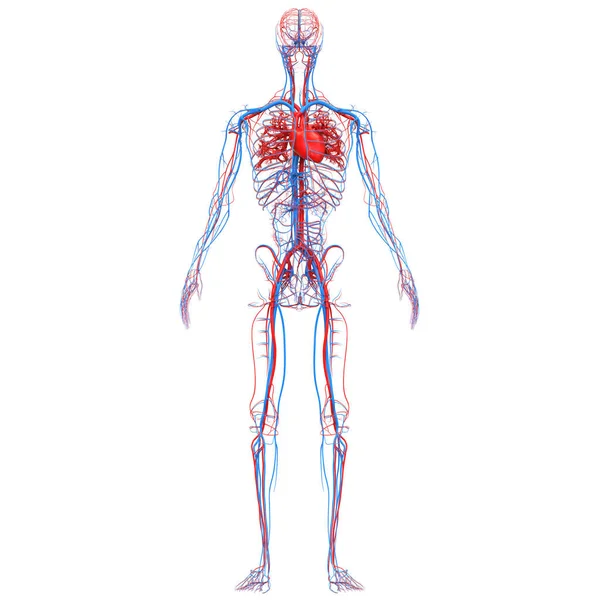 有动脉和静脉解剖的人类循环系统心脏 — 图库照片