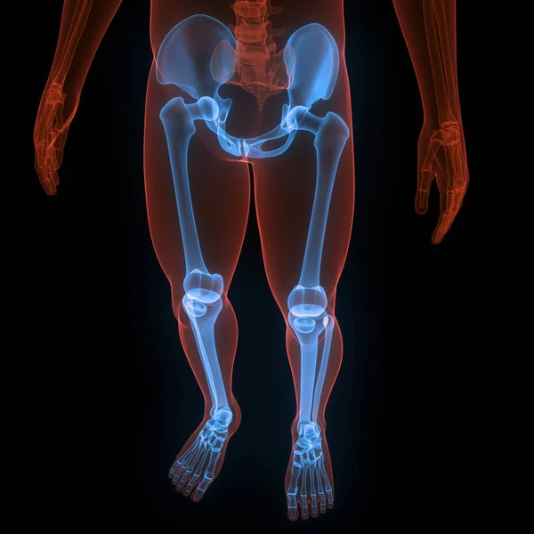 Gambe Del Sistema Scheletrico Umano Anatomia Delle Articolazioni Ossee Illustrazione — Foto Stock