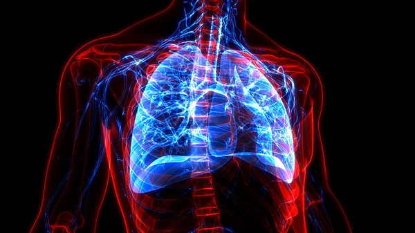Concetto Anatomia Polmonare Del Sistema Respiratorio Umano — Foto Stock