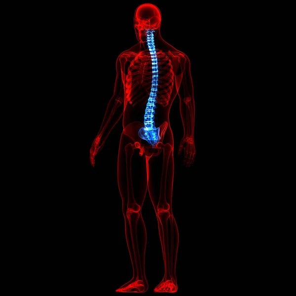 Spinal Cord Vertebral Column Human Skeleton System Anatomy 약자이다 — 스톡 사진