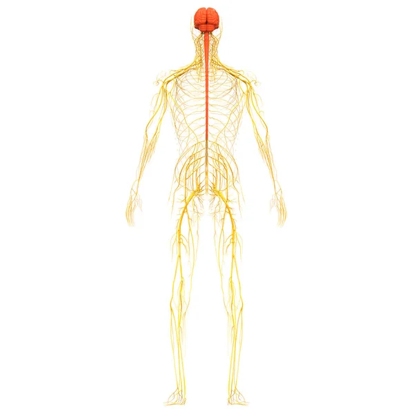 Ústřední Orgán Anatomie Lidského Nervového Systému — Stock fotografie