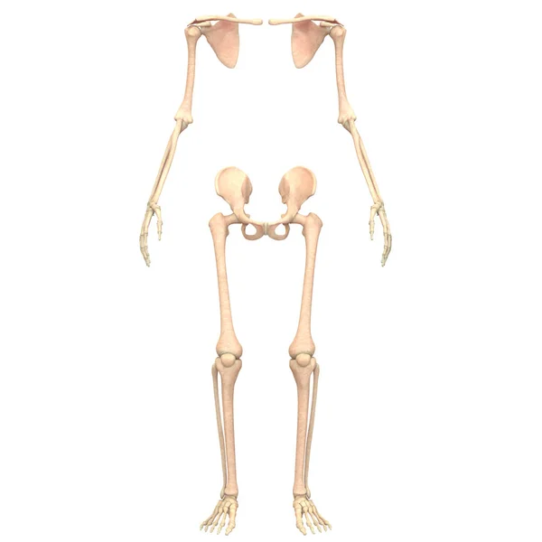 Menselijk Skelet Systeem Aanhangsel Skelet Anatomie — Stockfoto