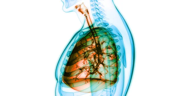 Koncepcja Anatomii Płuc Ludzkiego Układu Oddechowego — Zdjęcie stockowe