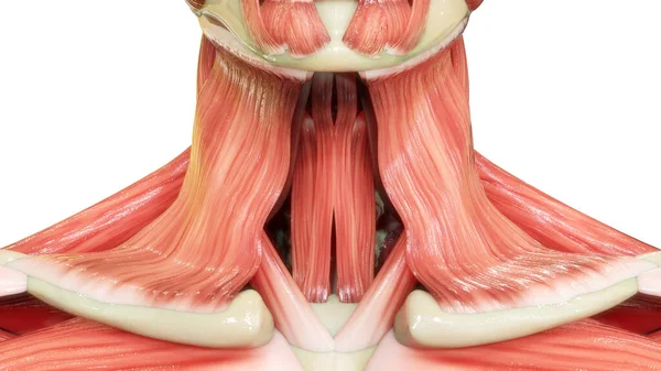 Sistema Muscular Del Cuerpo Humano Anatomía Los Músculos Del Cuello — Foto de Stock