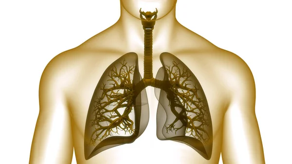 Conceito Sistema Respiratório Humano Anatomia Pulmonar — Fotografia de Stock