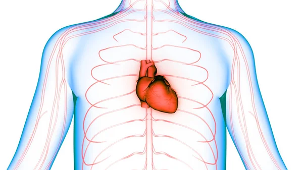 Ludzki Układ Krążenia Anatomia Serca — Zdjęcie stockowe