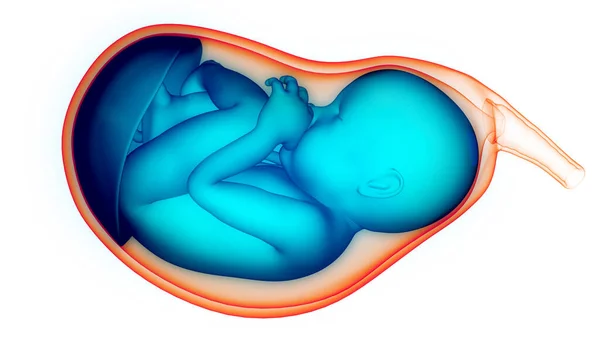 Mänskliga Foster Baby Womb Anatomy Tredimensionell — Stockfoto