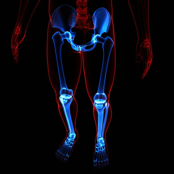 人体骨骼系统腿骨联合解剖 — 图库照片