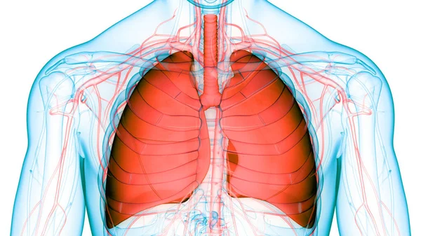 Concetto Anatomia Polmonare Del Sistema Respiratorio Umano — Foto Stock