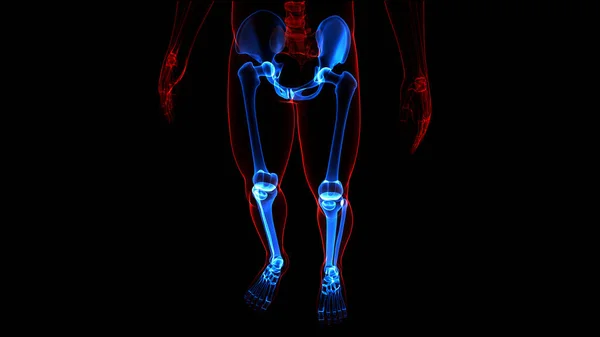 Sistema Esqueleto Humano Pernas Ossos Articula Anatomia Ilustração — Fotografia de Stock