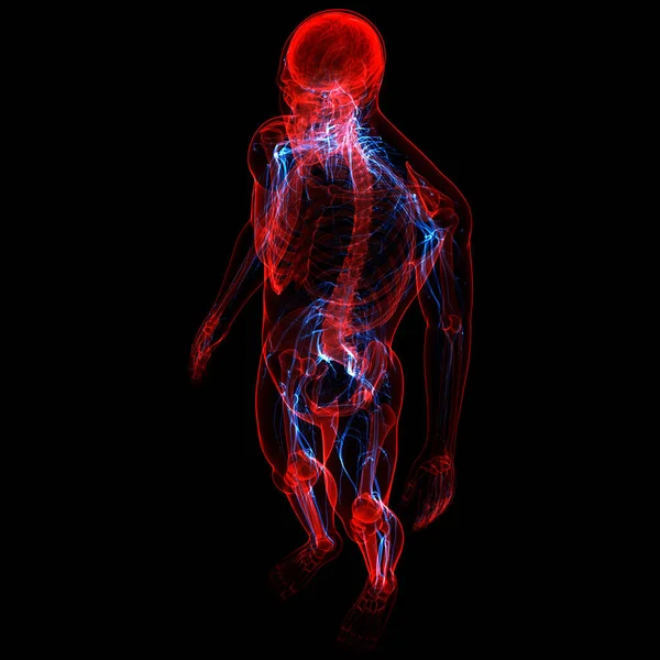 Emberi Csontváz Rendszer Idegrendszeri Anatómiával — Stock Fotó