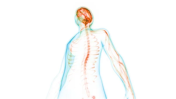 Centralny Organ Anatomii Mózgu Ludzkiego Układu Nerwowego — Zdjęcie stockowe