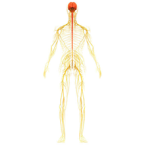 Central organ of Human Nervous System Brain Anatomy. 3D