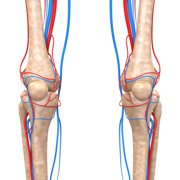 Human Skeleton System Circulatory System Arteries Veins Anatomy — стокове фото