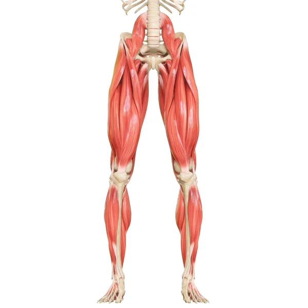 Cuerpo Humano Sistema Muscular Piernas Músculos Anatomía — Foto de Stock