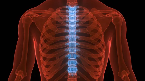 Rückenmarkswirbelsäule Brustwirbel Des Menschlichen Skelettsystems Anatomie — Stockfoto