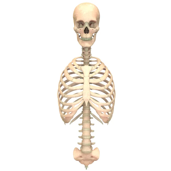 Axial Skeleton Anatomy Des Menschlichen Skelettsystems — Stockfoto