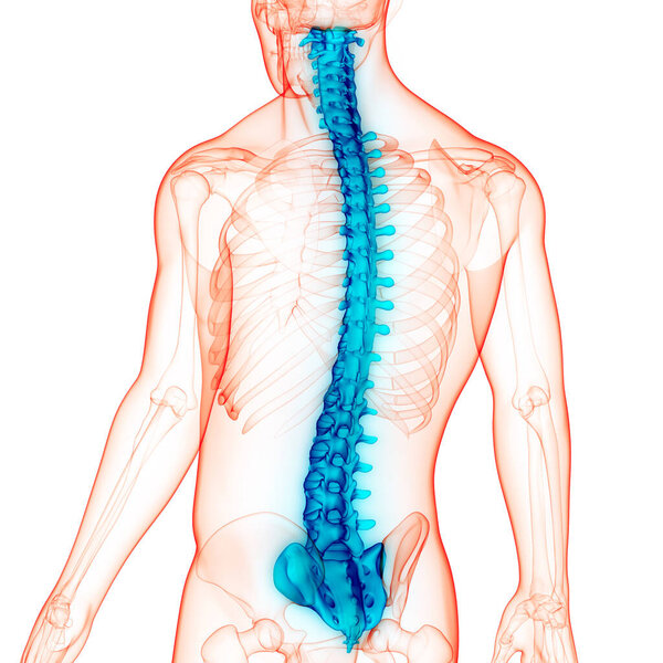 Spinal Cord Vertebral Column of Human Skeleton System Anatomy. 3D
