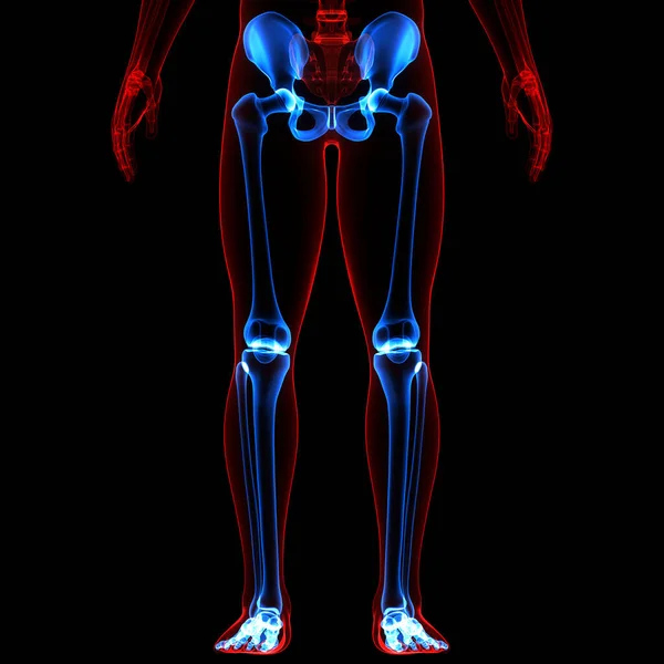 Emberi Csontváz Rendszer Lábak Csontok Ízületek Anatómia Illusztráció — Stock Fotó