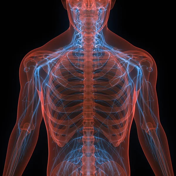 Sistema Esquelético Humano Con Anatomía Del Sistema Nervioso — Foto de Stock