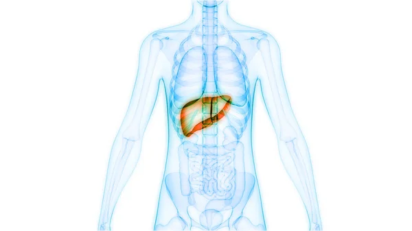 Organo Digestivo Interno Umano Anatomia Epatica — Foto Stock