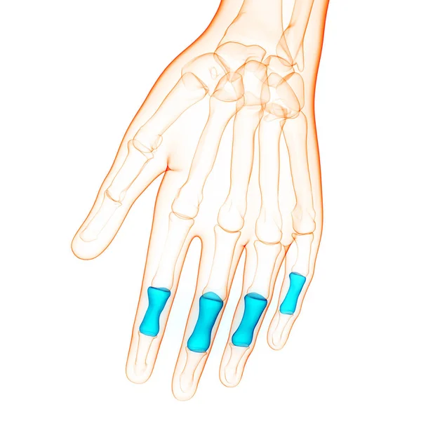 Menselijk Skelet Systeem Middelste Phalanges Joints Anatomie — Stockfoto