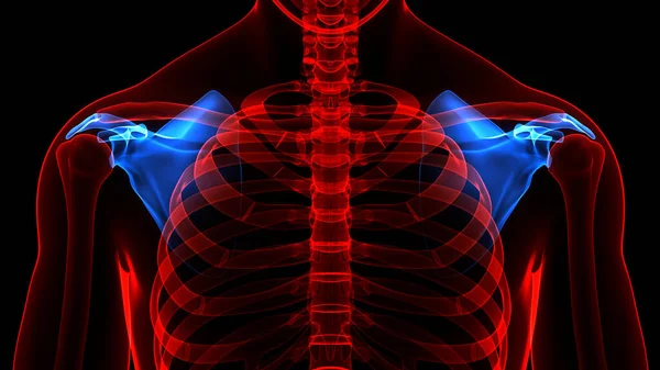 Ludzki System Szkieletowy Scapula Stawów Kostnych Anatomia — Zdjęcie stockowe