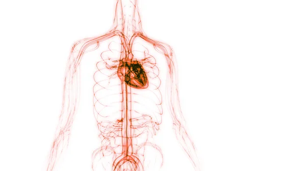 Nsan Dolaşım Sistemi Kalp Anatomisi Boyut — Stok fotoğraf