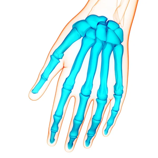 Human Skeleton System Palm Hand Bone Joints Anatomy — Stock Photo, Image